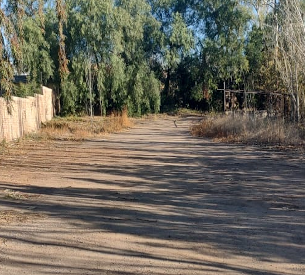 INMUEBLE PABLO CÁSALE - Imagen 2